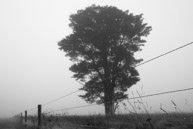 Wet Wire Tree / 'Landscape', 2012