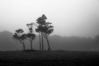 Misty Morning Trees / Greytown, NZ